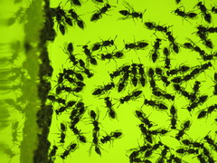 Protopolybia exigua