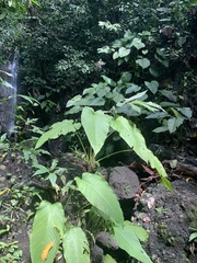 Homalomena philippinensis