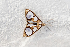 Glyphodes grandisalis
