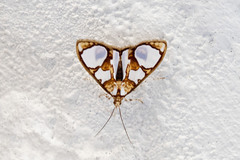 Glyphodes grandisalis