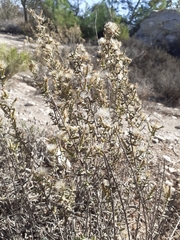 Chiliadenus iphionoides