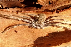 Holconia flindersi