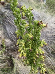 Monticalia arbutifolia