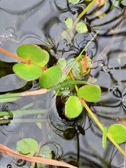 Gonocarpus micranthus micranthus