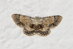 Stenalcidia latimedia