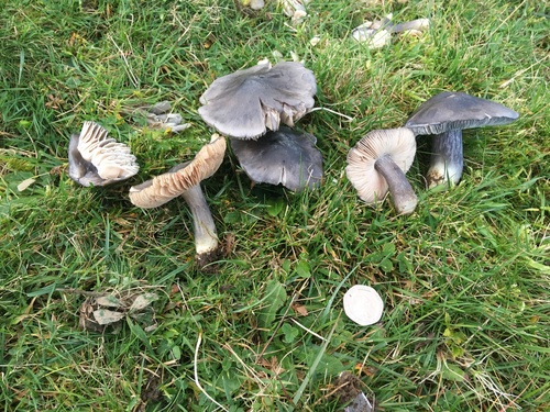 Entoloma atromadidum