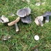 Entoloma atromadidum - Photo (c) Rob Foster, some rights reserved (CC BY-NC), uploaded by Rob Foster