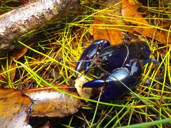 Cherax robustus