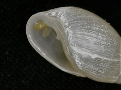 Leucophytia bidentata