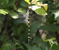 Cordulegaster picta