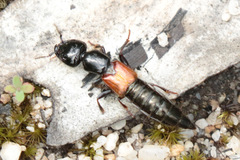 Thyreocephalus