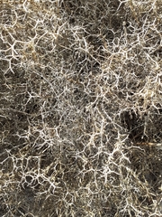 Sarcopoterium spinosum