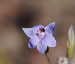 Thelymitra holmesii