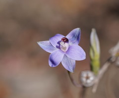 Thelymitra holmesii