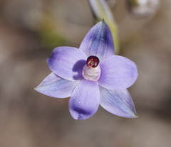 Thelymitra holmesii