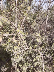 Rhamnus lycioides