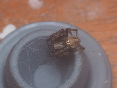 Neoscona nautica