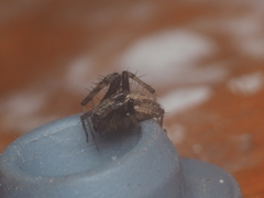 Neoscona nautica