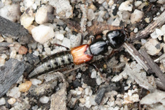 Thyreocephalus