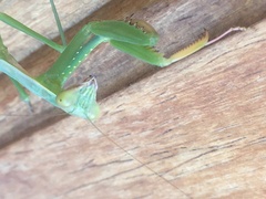 Polyspilota aeruginosa