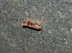 Proterodesma byrsopola