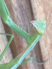 Polyspilota aeruginosa