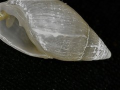 Leucophytia bidentata