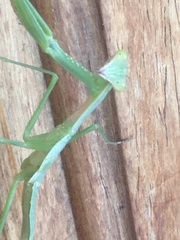 Polyspilota aeruginosa
