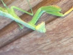 Polyspilota aeruginosa