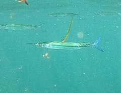 Hyporhamphus affinis