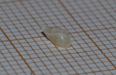 Leucophytia bidentata