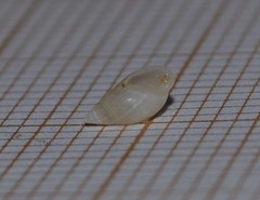 Leucophytia bidentata