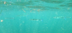 Hyporhamphus affinis