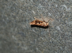 Proterodesma byrsopola