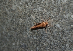 Proterodesma byrsopola