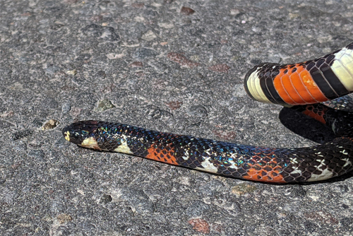 Black Ground Snake