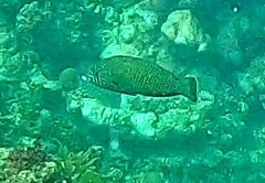 Anampses caeruleopunctatus