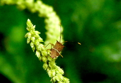 Cletomorpha