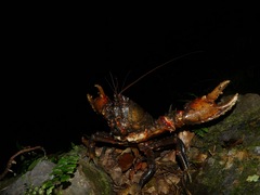 Euastacus hystricosus