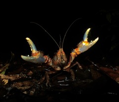 Euastacus urospinosus