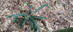 Asplenium normale normale