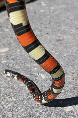 Black Ground Snake
