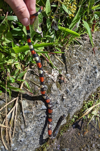 Black Ground Snake
