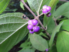 Callicarpa mollis