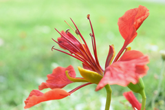 Delonix regia