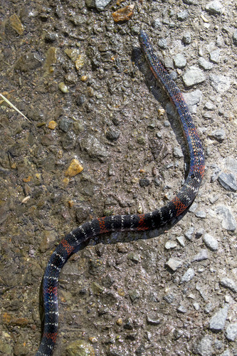 Black Ground Snake
