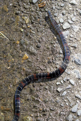 Atractus elaps