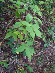 Callicarpa mollis