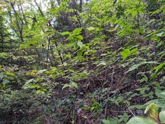 Callicarpa mollis