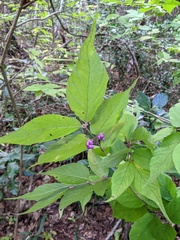 Callicarpa mollis